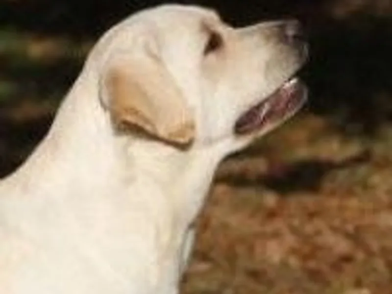 Willokin Labradors photo 1