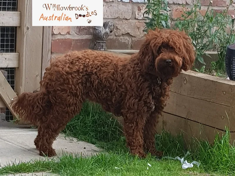Willowbrook Australian Doodles photo 1
