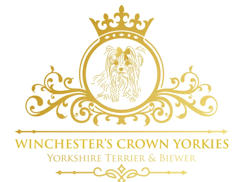 Winchester’s Crown Yorkies photo 1