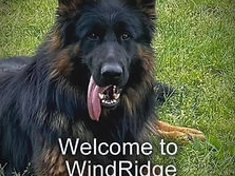 WindRidge German Shepherds