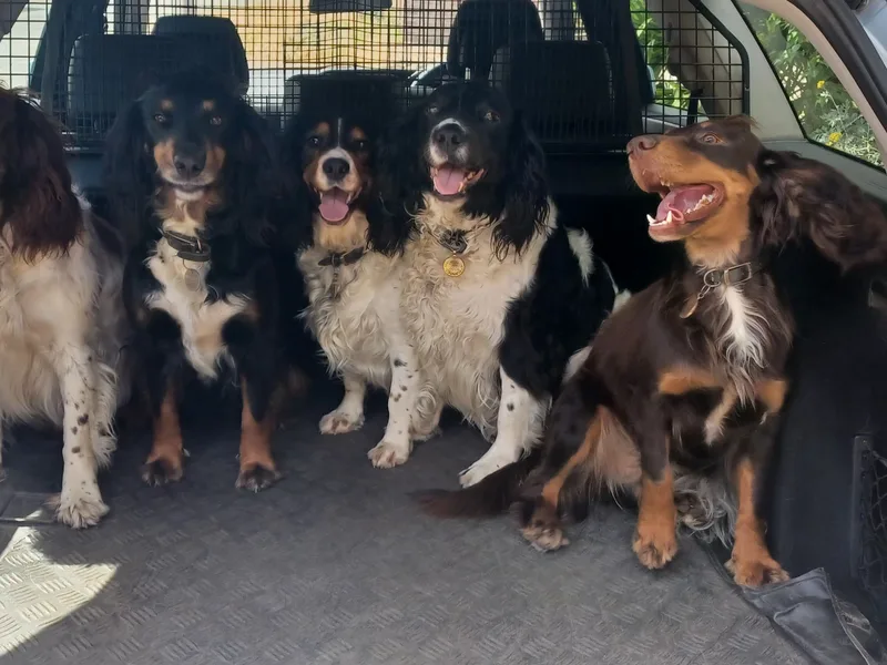 Windsor Spaniels photo 1