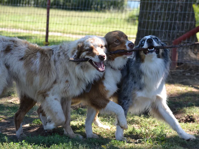 Windy G Farm Australian Shepherds