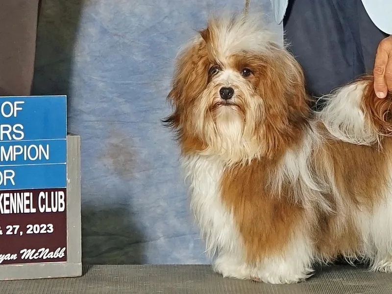 Windyhill Havanese