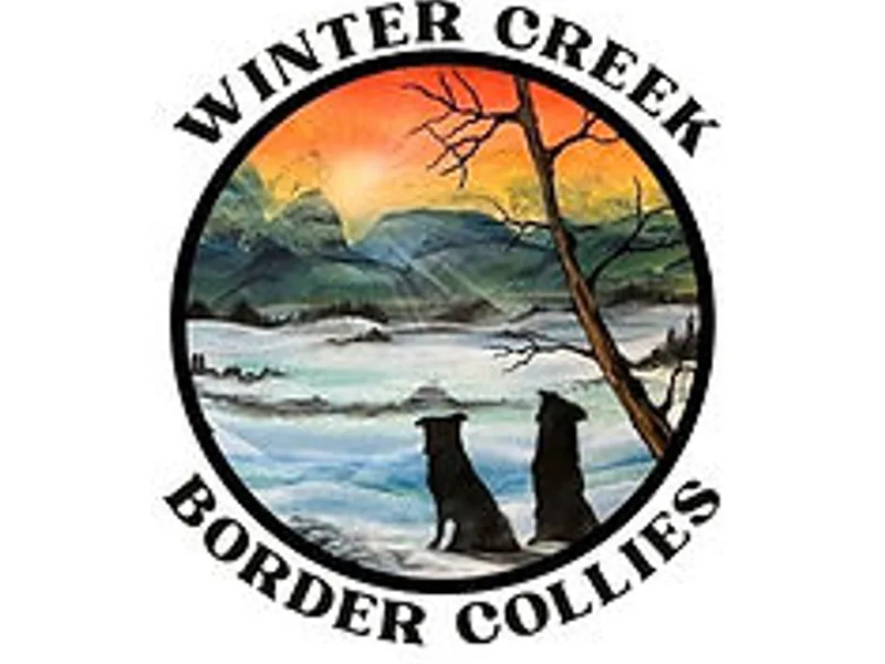 Winter Creek Border Collies