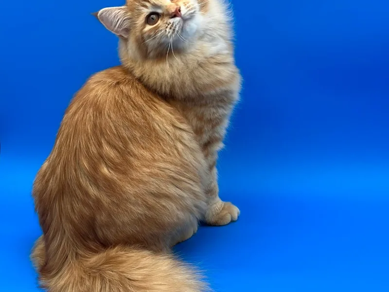 WinterfellCats photo 1