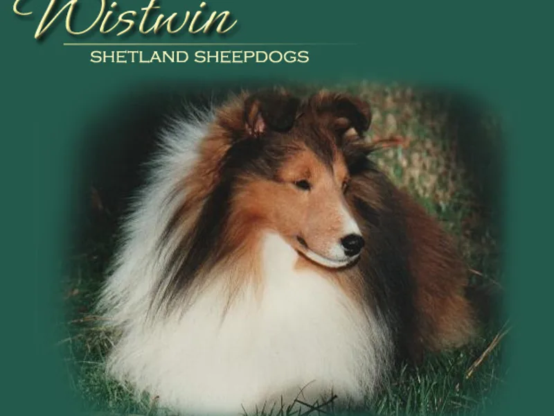 Wistwin Shetland Sheepdogs