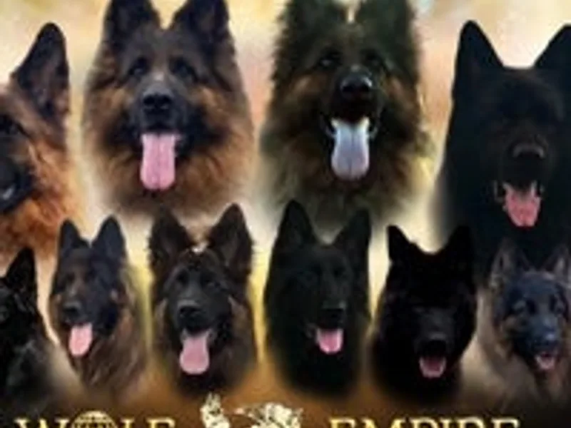 WOLF EMPIRE FCI photo 1