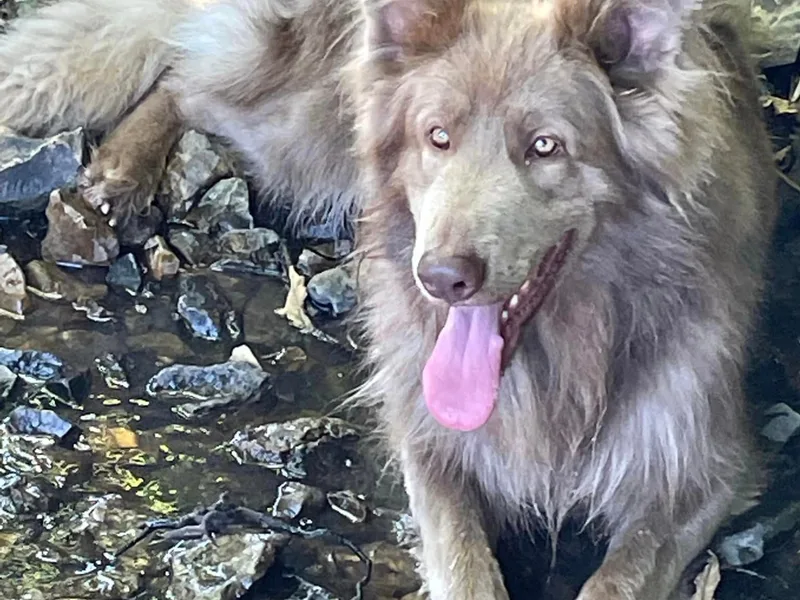 wolfzone Dogs photo 1