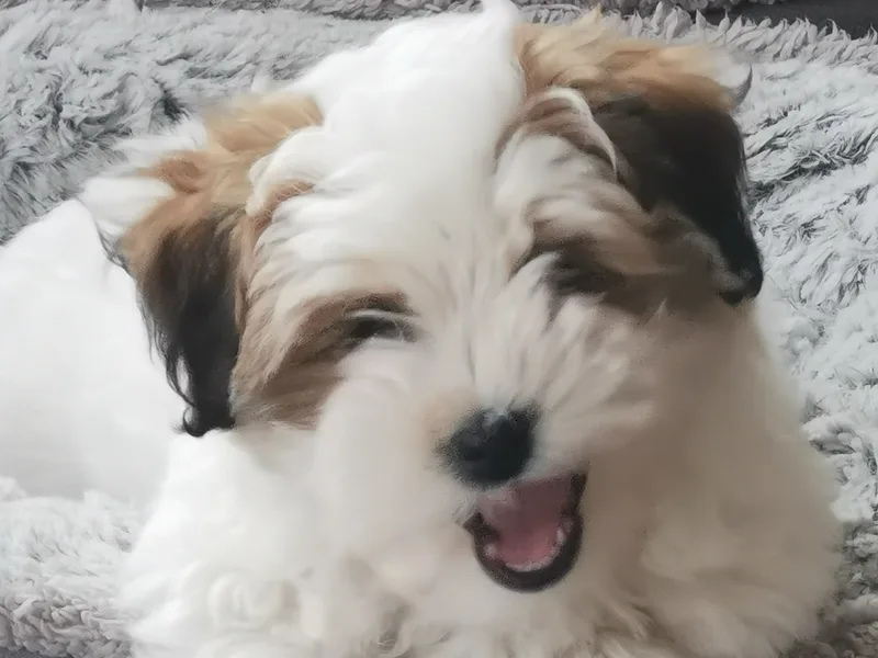 Wonderful puppies photo 1