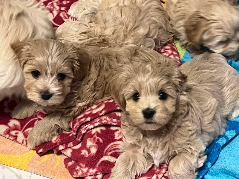 Wood Hood Havanese