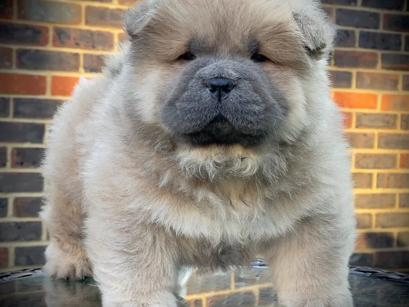 WOOFGANG photo 1