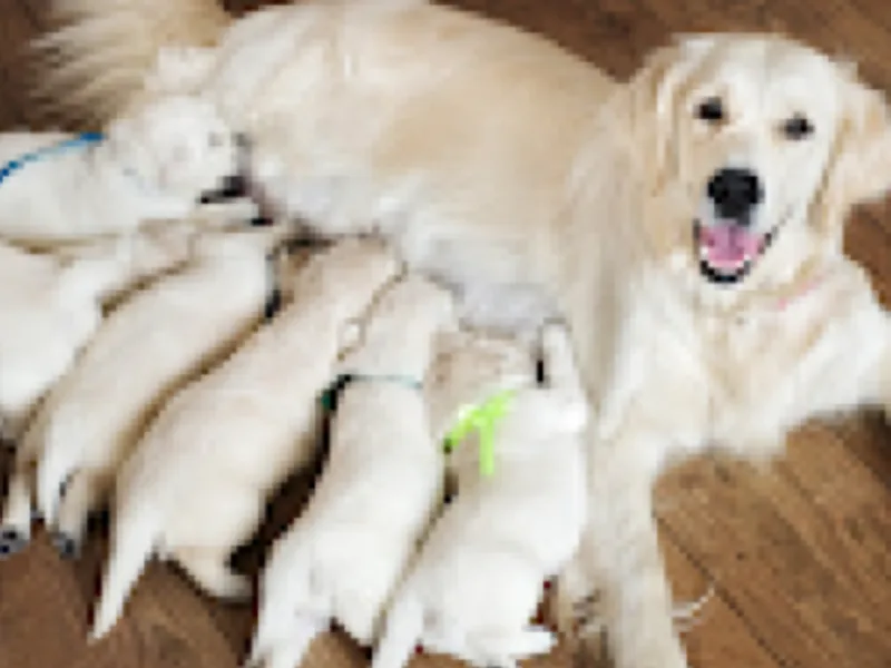 Wrenfield Goldens (Amy) photo 1