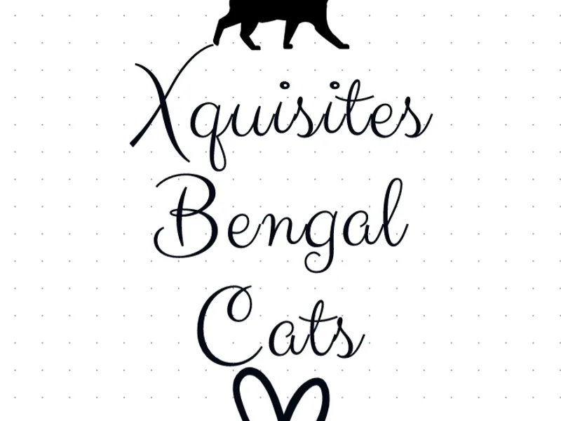 Xquisitebengals photo 1