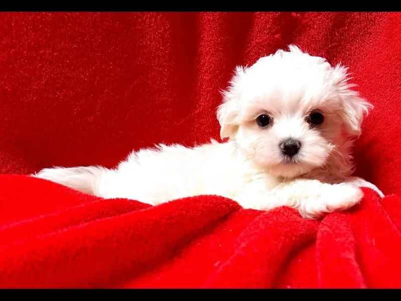 Yanushfamilypets