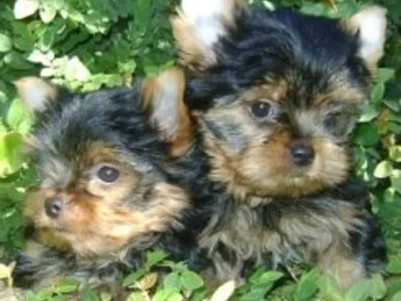 Yorkie Lovers Forever