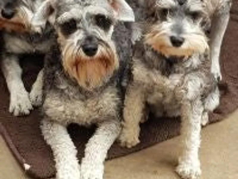 Youngs Schnauzers photo 1