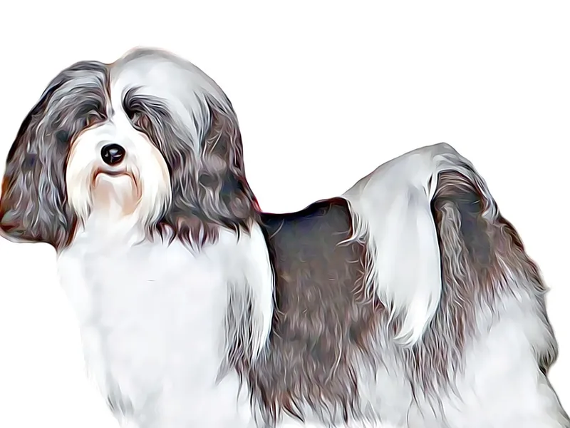 Yup's Havanese