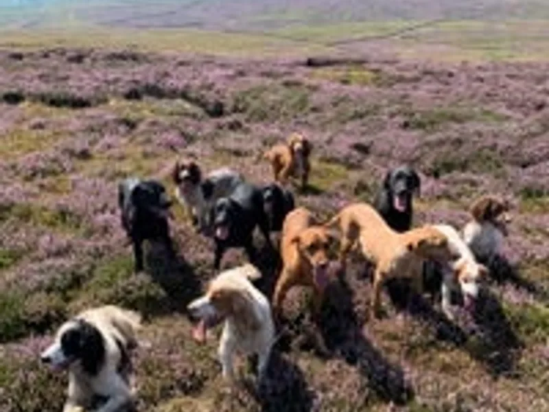 Zetland Gundogs - 5 STAR Licensed photo 1