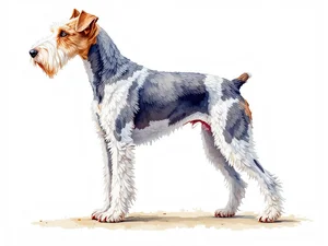 Bedlington Terrier breed illustration in naturalist style