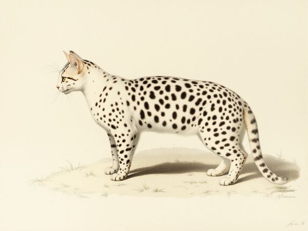 Carthusian breed illustration in naturalist style