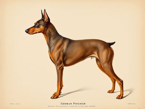 German Pinscher