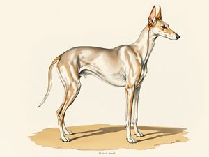 Ibizan Hound