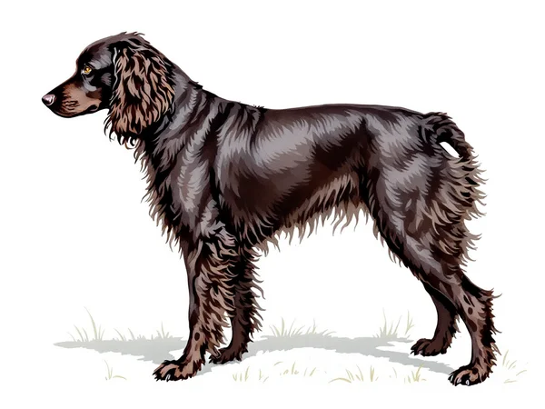 Irish Water Spaniel breed illustration in naturalist style