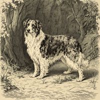 Basque Shepherd Dogs