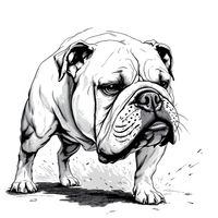 Bull-Baiting Bulldog