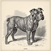 Judge (Original Sire)