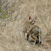 African Wildcat (Felis lybica)