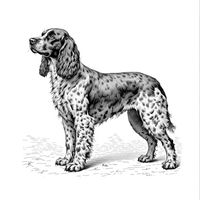 English Land Spaniel