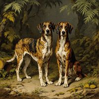 German Bracke Hounds