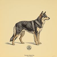 Thuringian Shepherd Dog