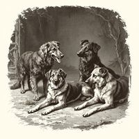 German Herding Landrace Dogs