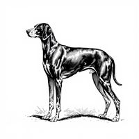 Spanish Pointer