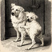 Blanquito de la Habana