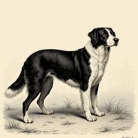 St. John's Water Dog