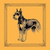 Standard Schnauzer