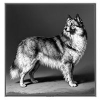 German Spitz