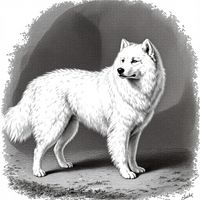 Arctic Expedition Dogs