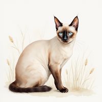 Siamese