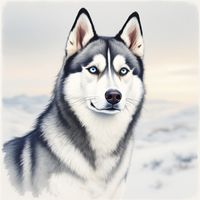 Siberian Husky