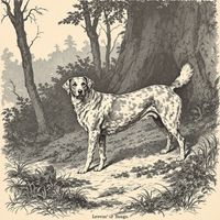 Weimar Court Hunting Dogs