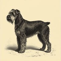 Clydesdale / Paisley Terrier