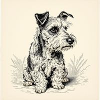 Broken-Haired Scotch Terrier